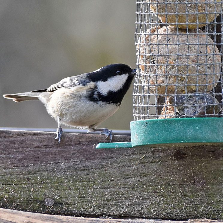 Coal Tit