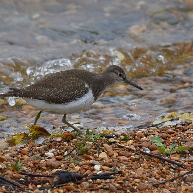 Common-Sandpiper