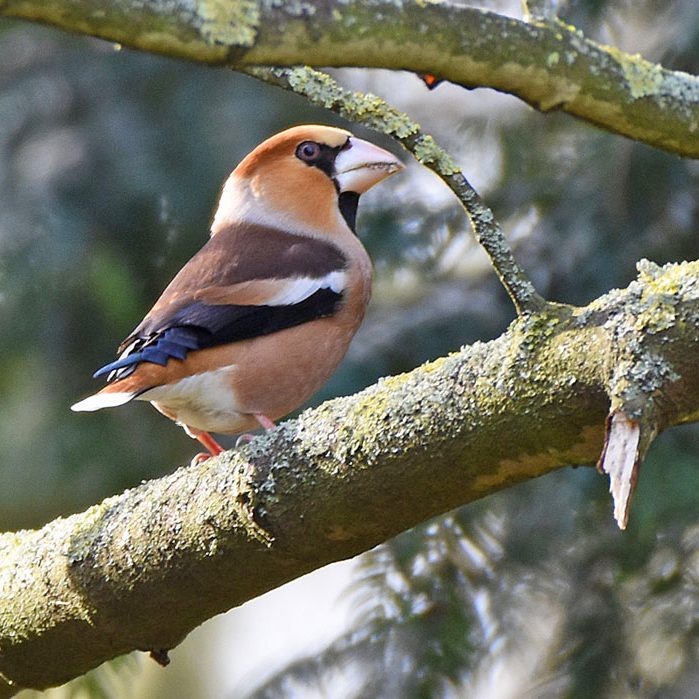 Hawfinch-male