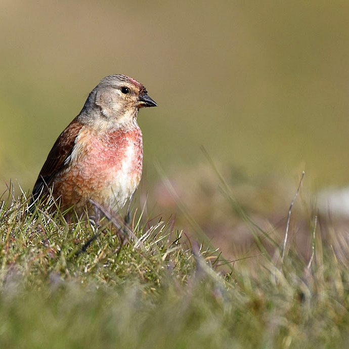 Linnet