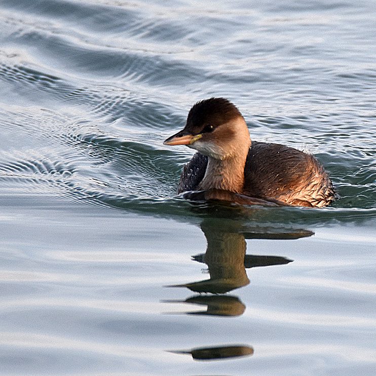 Little Grebe