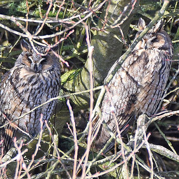 Long Eared Owls