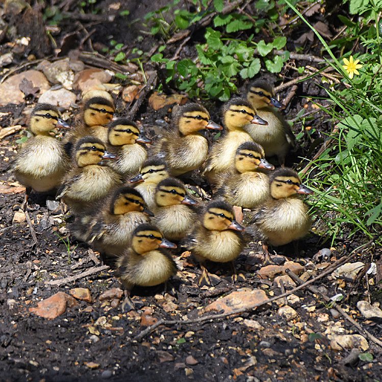 Mallards