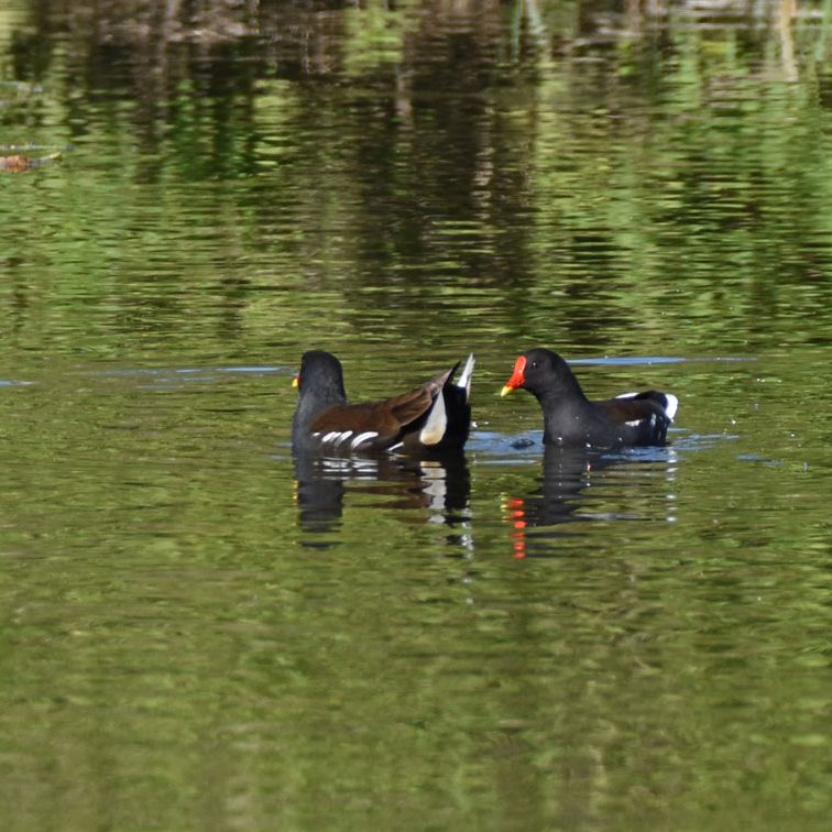 Moorhens