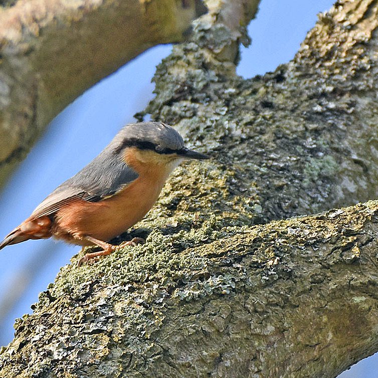 Nuthatch