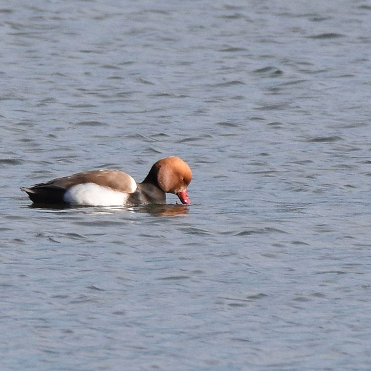 Pochard