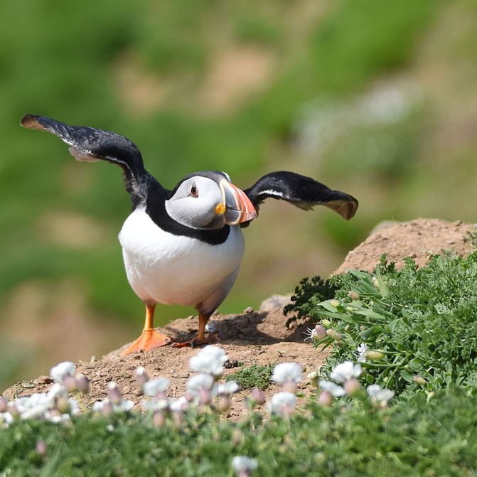 Puffin