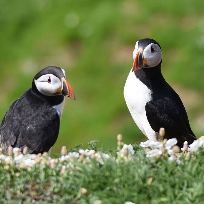 Puffins Skoma