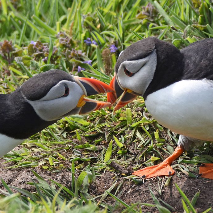 Puffins Talking