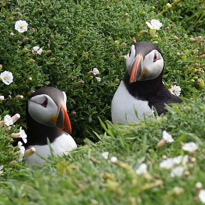 Puffins in nest