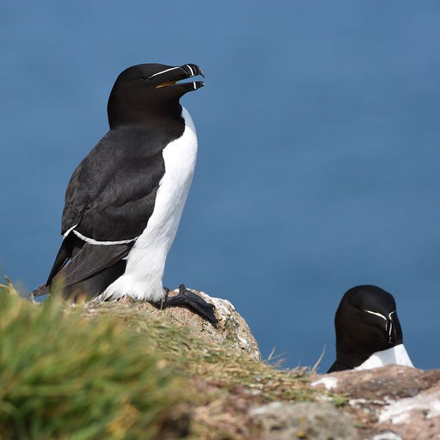 Razorbills