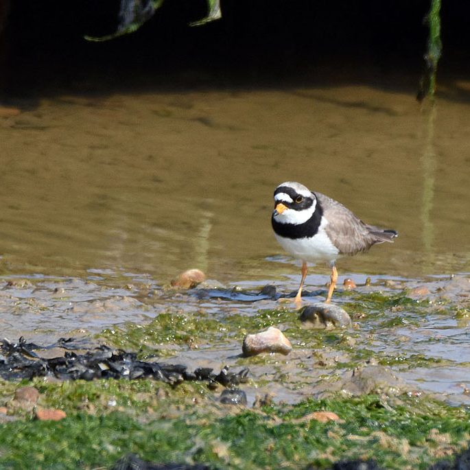 Ringed Plover