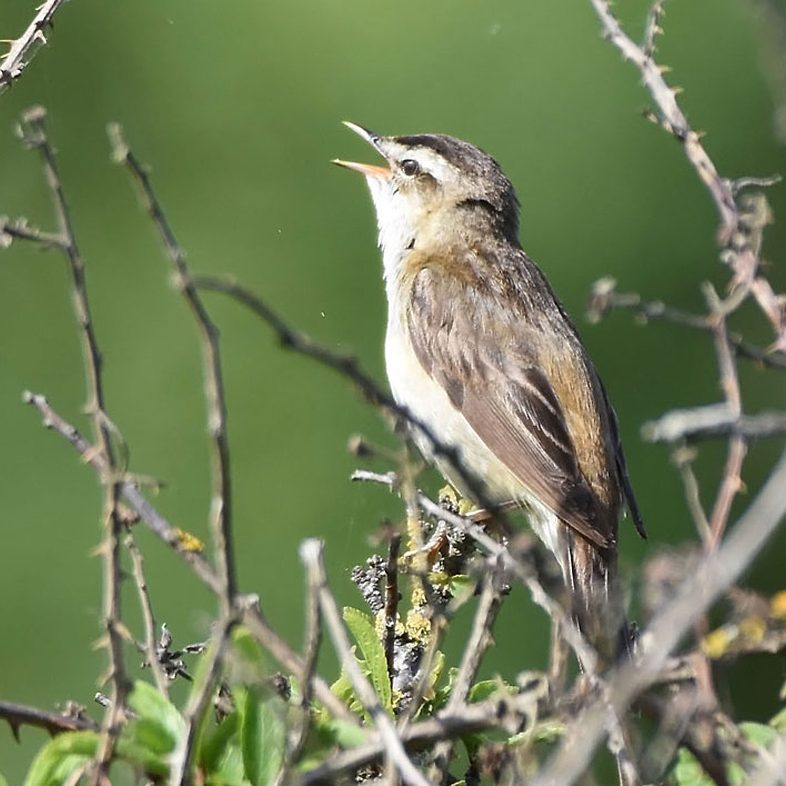 Sedge Warbler