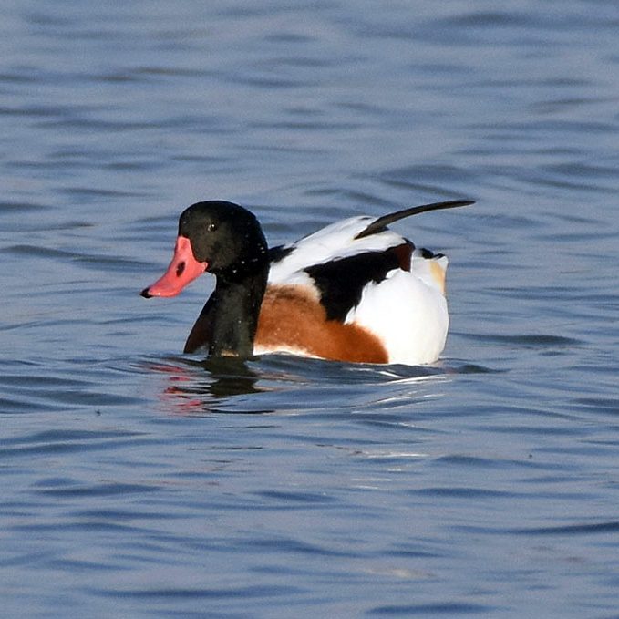 Shelduck