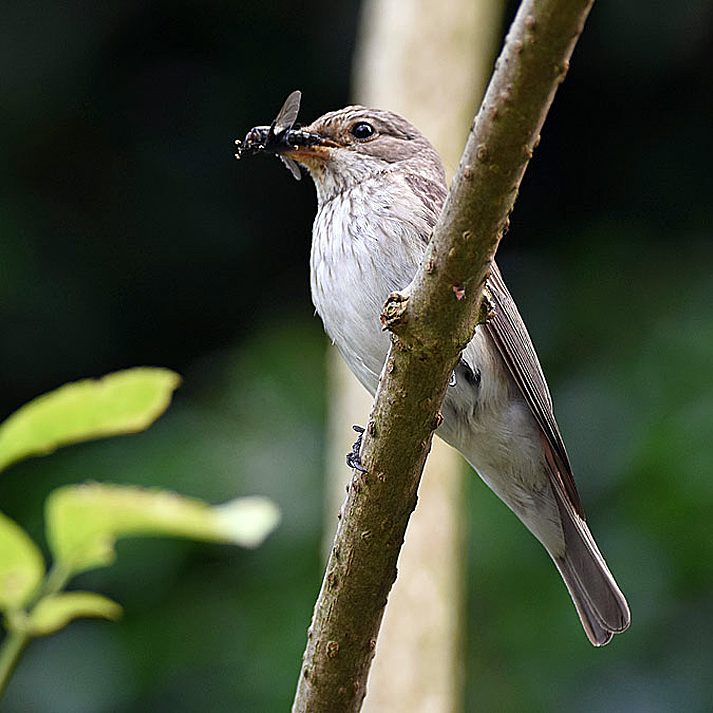 Spotted Flycatcher