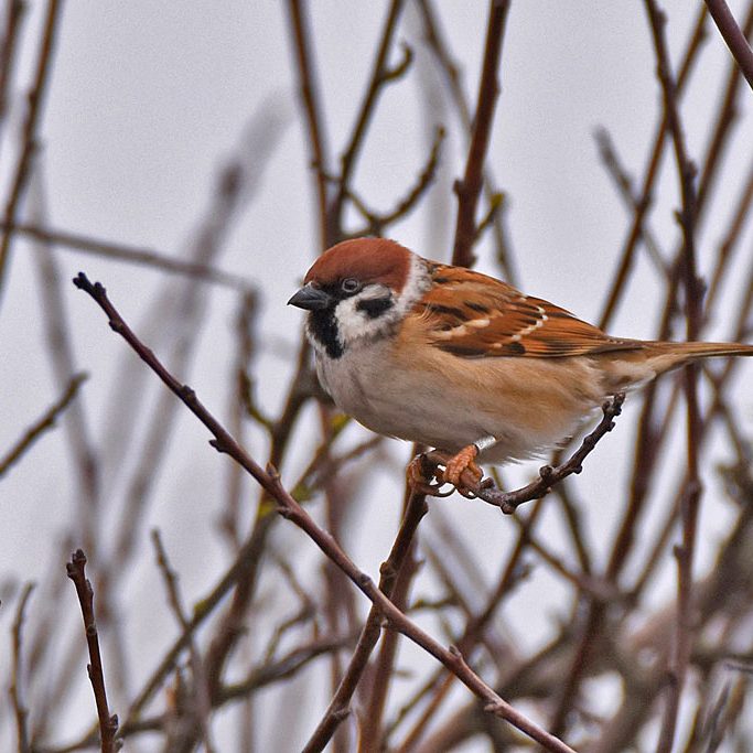 Tree Sparrow