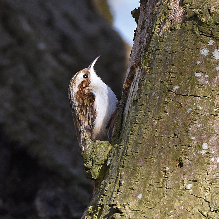 Treecreeper