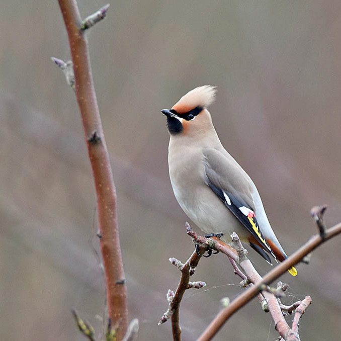 Waxwing