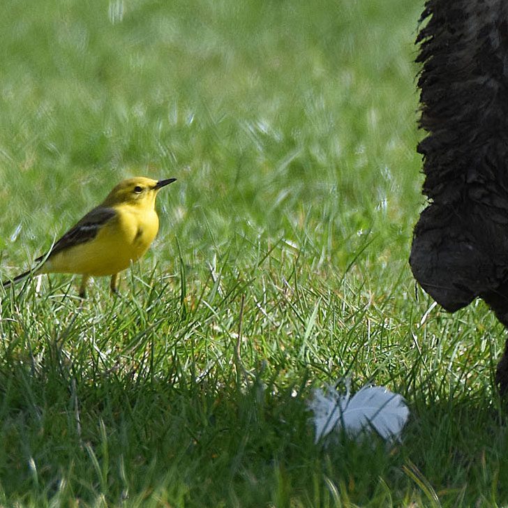 Yellow Wagtail