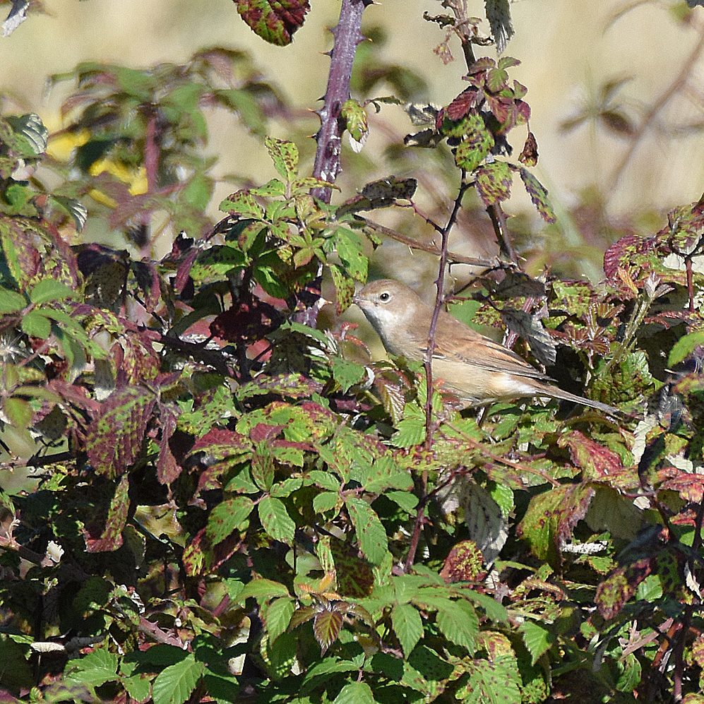 Cetti Warbler