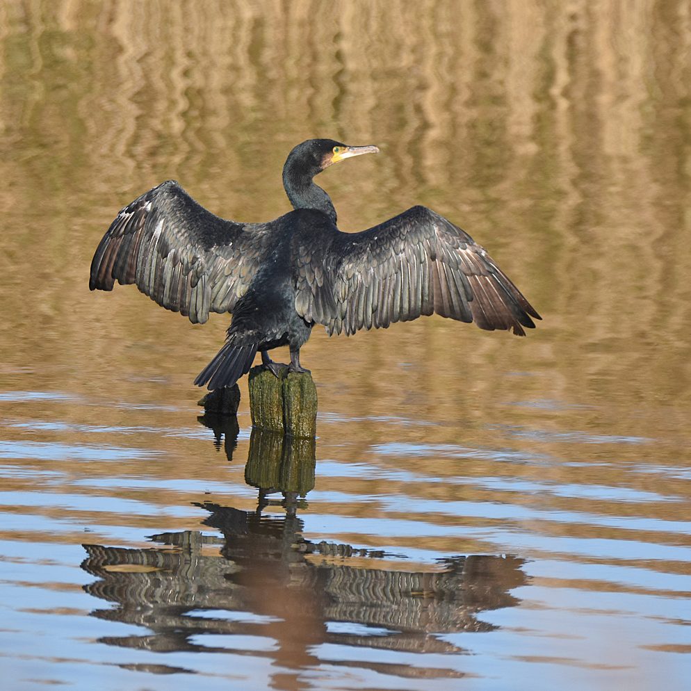 Cormorant