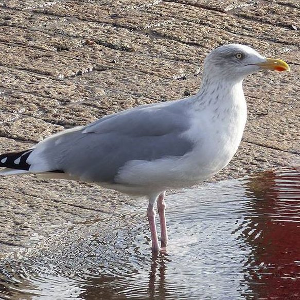 Herring Gull