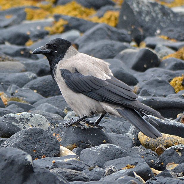 Hooded Crow