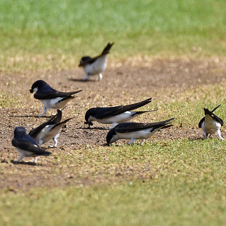 House Martin