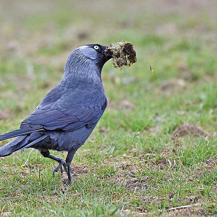 Jackdaw