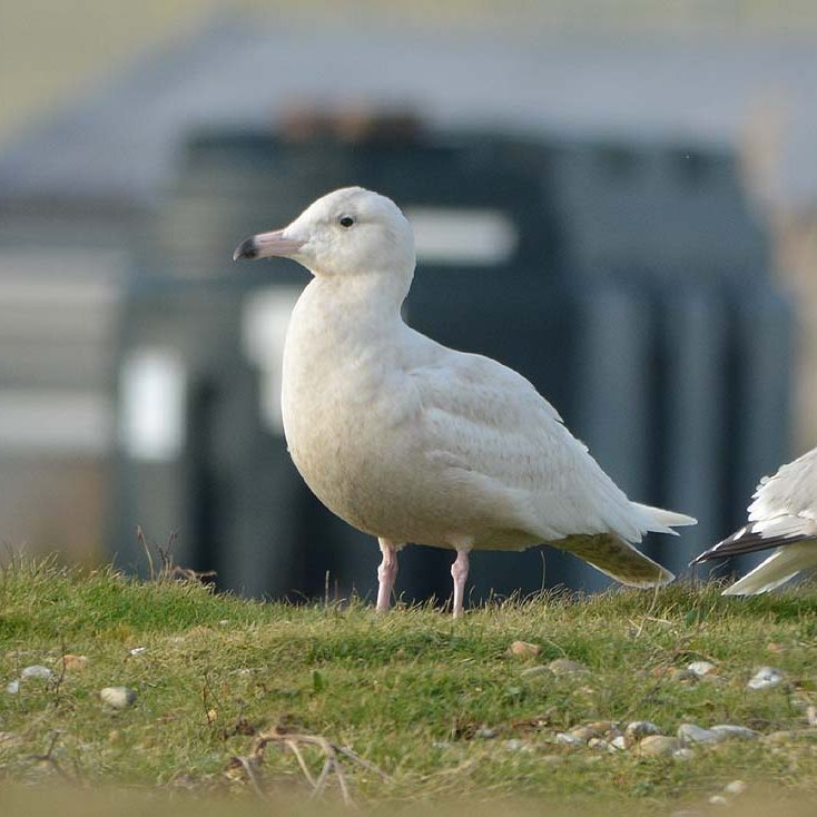 Glaucous Gull - Dungeness