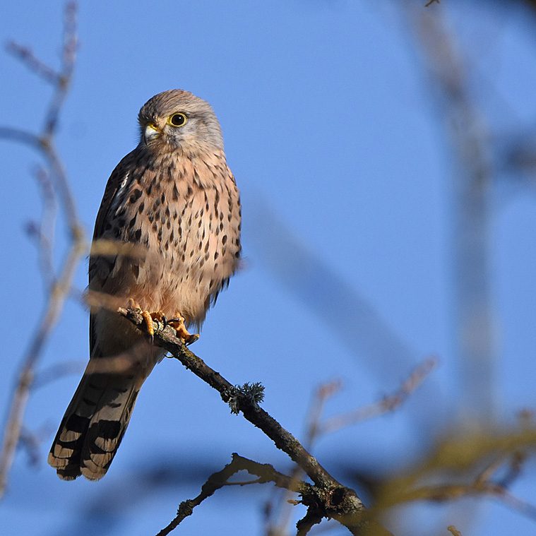 male-kestrel