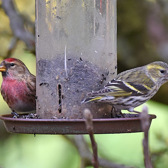 Lesser Redpoll