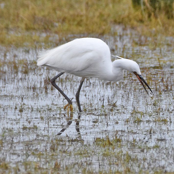 little-egret