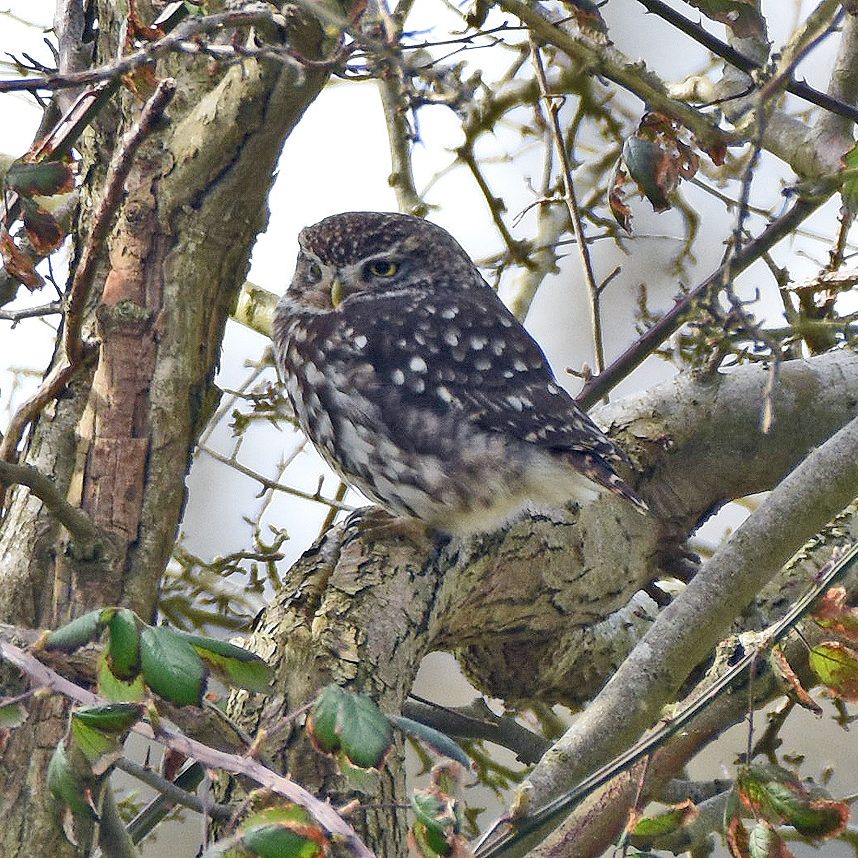 Little Owl