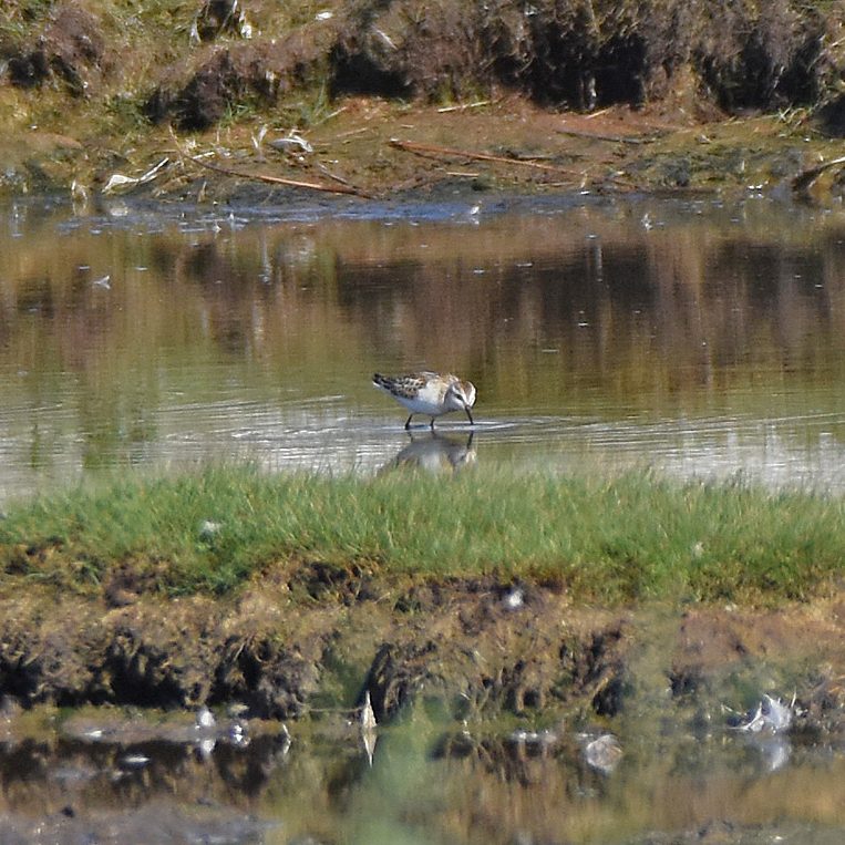 Little Stint