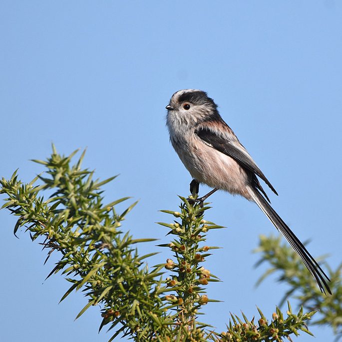 Long Tailed Tit