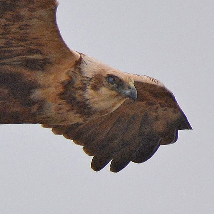 Marsh Harrier