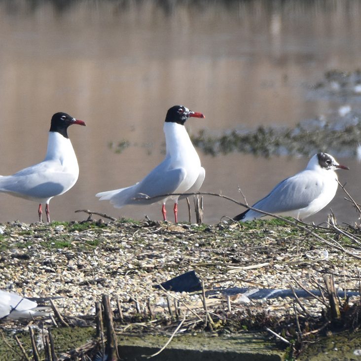 Mediterranean Gulls