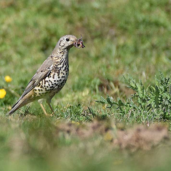 Mistle Thrush