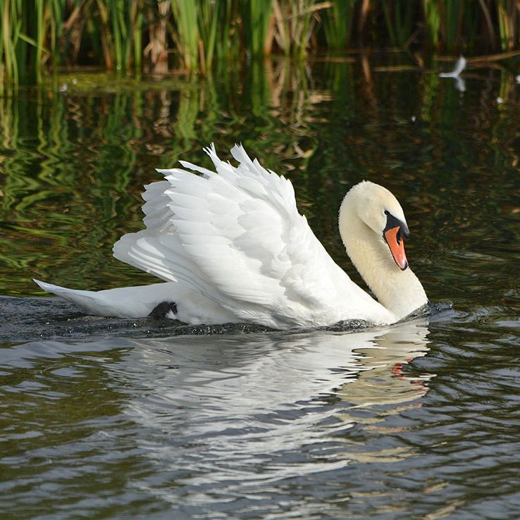 Mute Swan