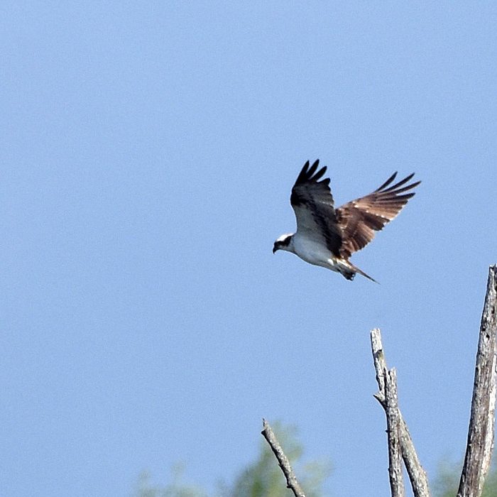 Osprey