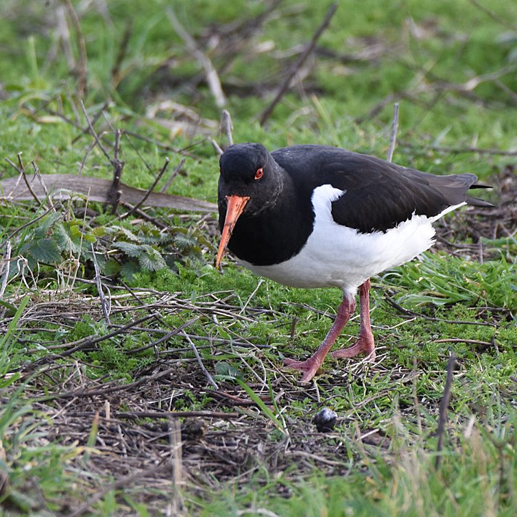 Oyster Catcher