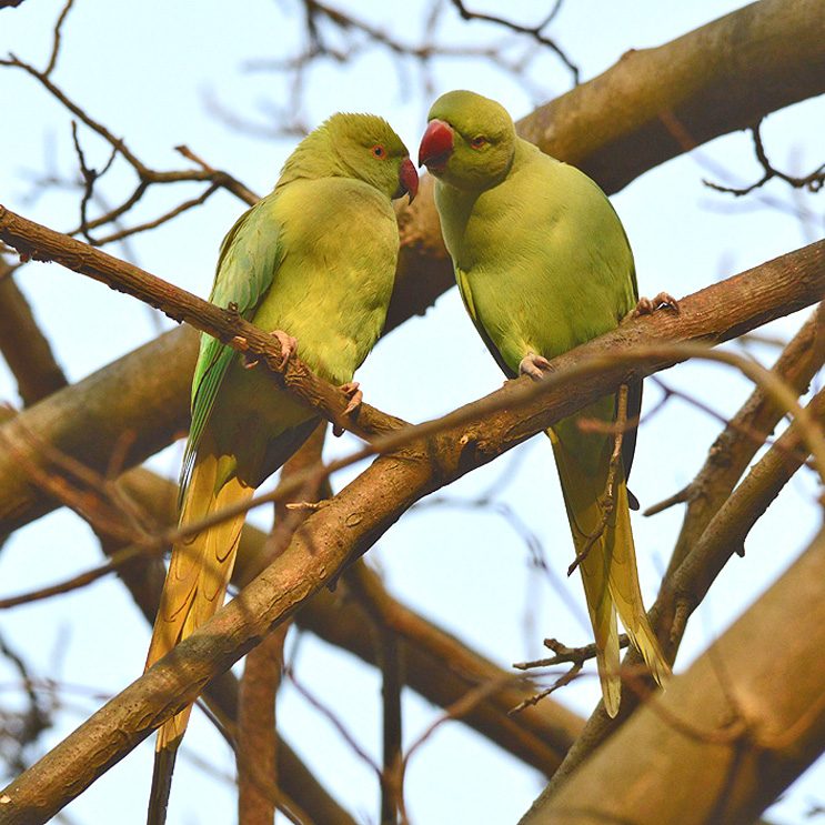 Parakeet-knole-park