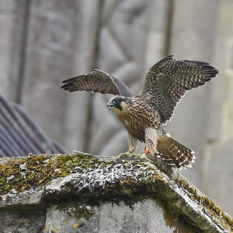 Peregrine Falcon