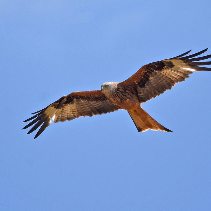 Red Kite