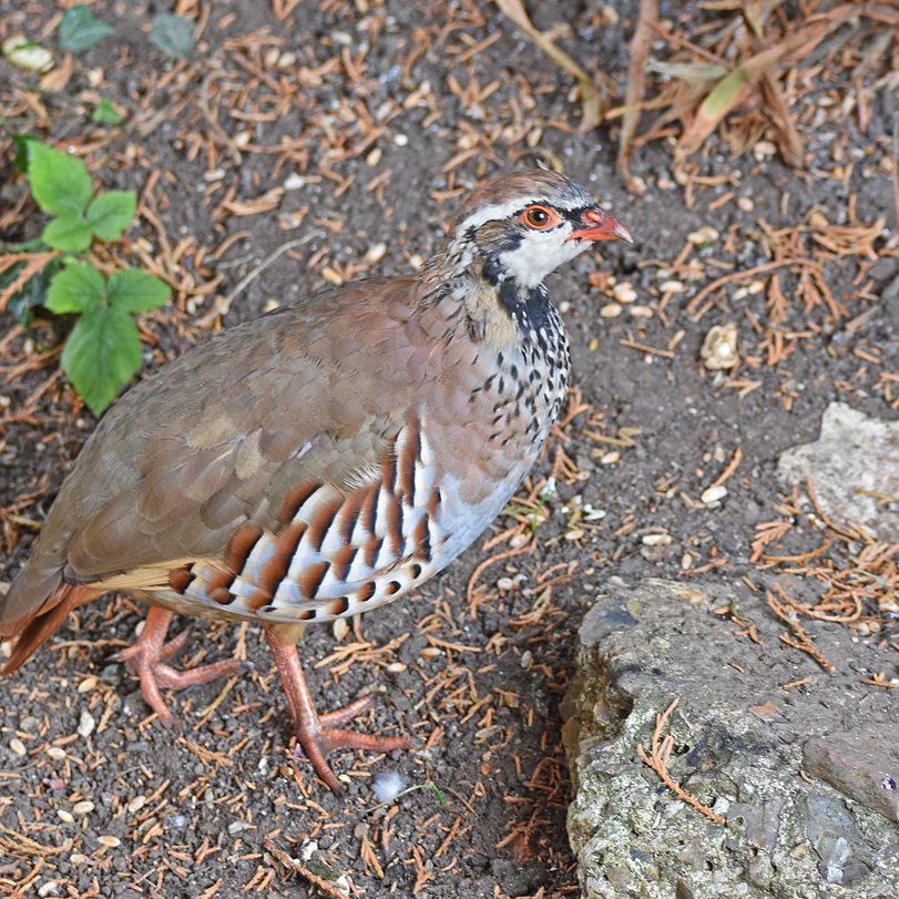 Red Legged Partridge