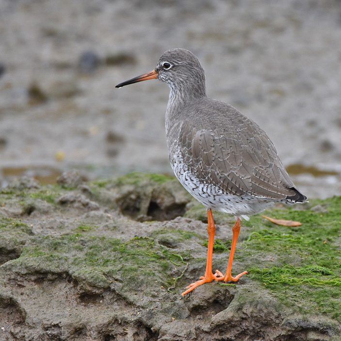 Redshank