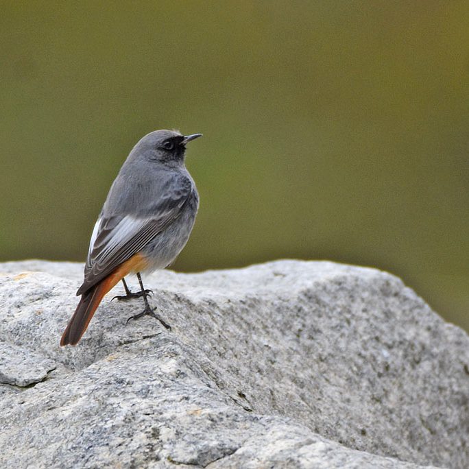 Black Redstart