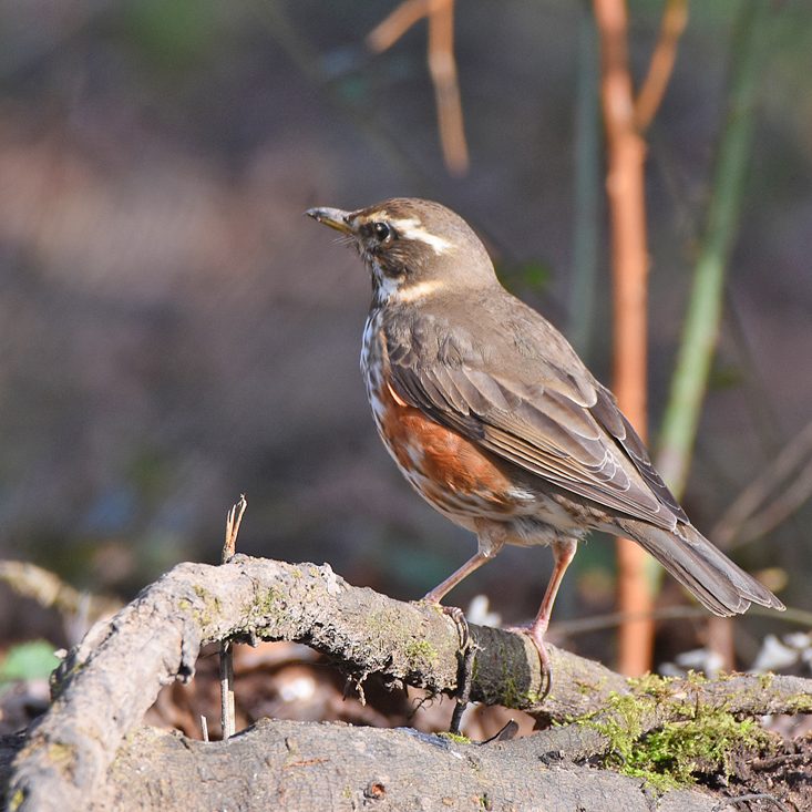 Redwing