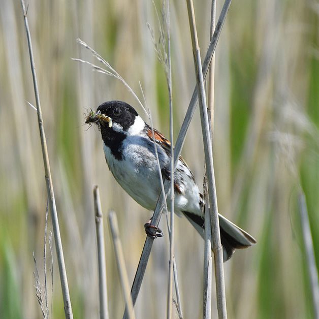 Reed Bunting